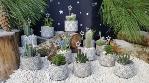 5.5cm Star Pot with Plant (12)
